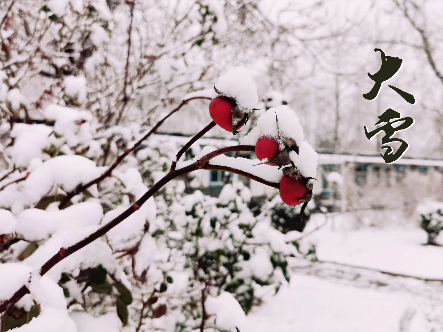 大雪 ▎萬象曉一色，皓然天地中