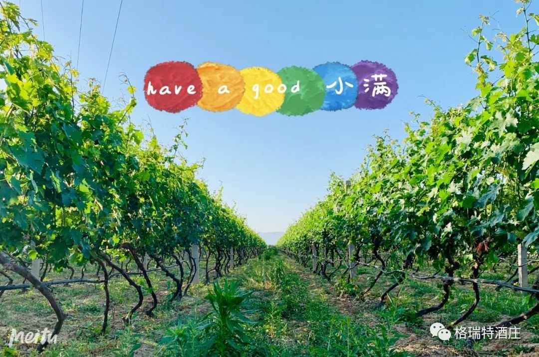 記錄小滿時節(jié)的酒莊、怎一美字了得！