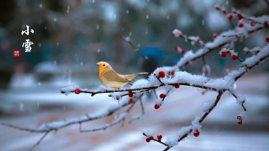 小雪 ▎等一地雪白，與歲月慢酌
