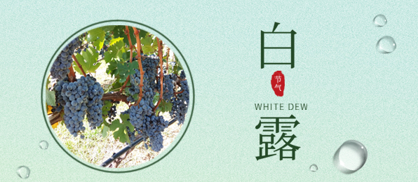 白露 ▎葡園循風，奔赴一場秋色