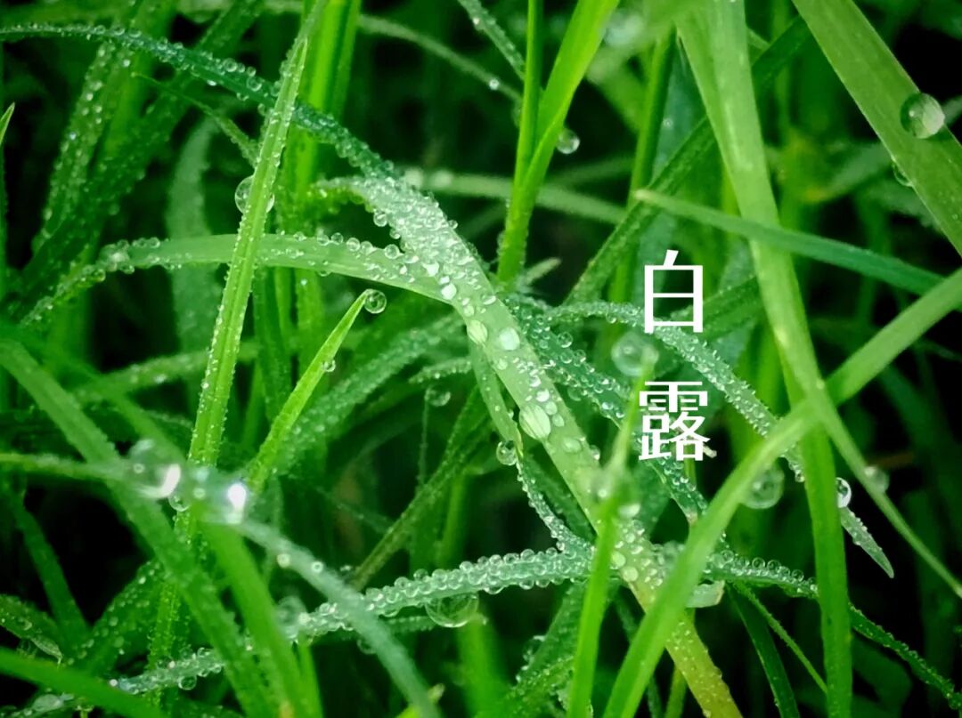 白露||霜凝秋意心自閑，歲月靜美福滿園